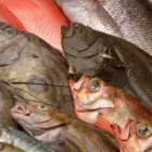 活魚